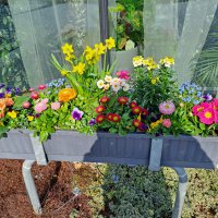 Beet- und Balkon Frühling