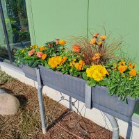 Beet- und Balkon Frühling