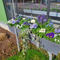 Beet- und Balkon Frühling