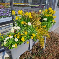 Beet- und Balkon Frühling