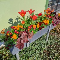 Beet- und Balkon Frühling