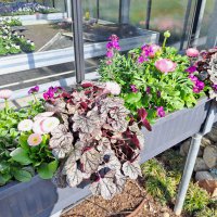 Beet- und Balkon Frühling