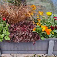 Beet- und Balkon Frühling