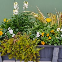 Beet- und Balkon Frühling