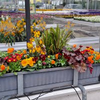 Beet- und Balkon Frühling