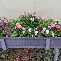 Beet- und Balkon Frühling