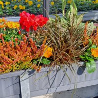 Beet & Balkon - Herbst
