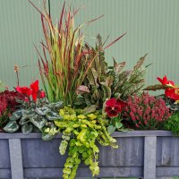 Beet & Balkon - Herbst