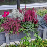 Beet & Balkon - Herbst