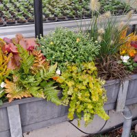 Beet & Balkon - Herbst