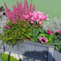Beet & Balkon - Herbst