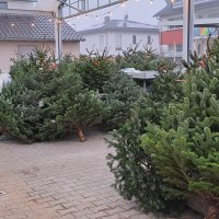 Weihnachtsbäume