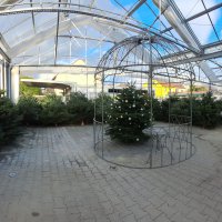 Weihnachtsbäume